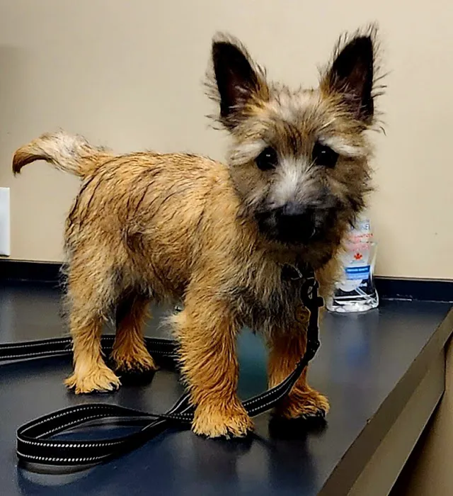 Cumberland Animal Hospital Picture 1