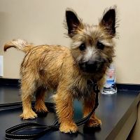Cumberland Animal Hospital ico