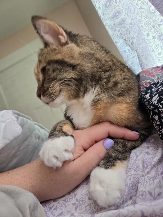 Lebanon Animal Hospital Picture 4