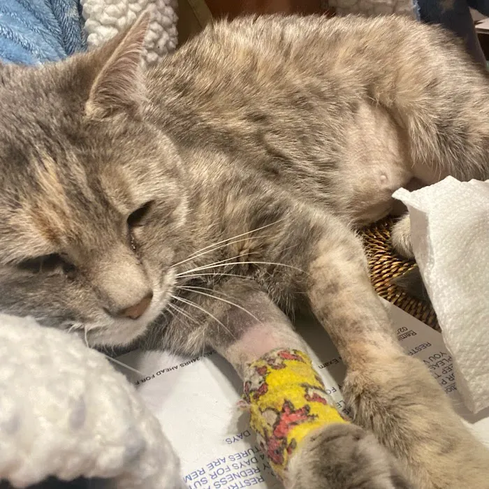Lebanon Animal Hospital Picture 10