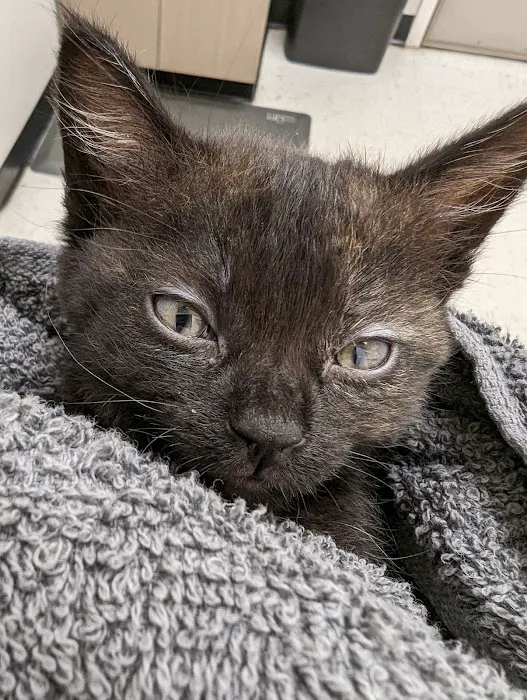 Pets R Us Vet Picture 1