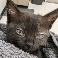 Pets R Us Vet ico