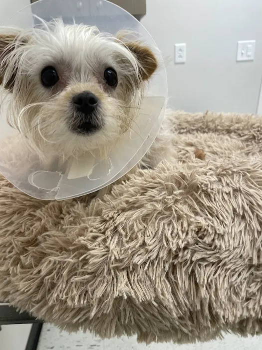 Pets R Us Vet Picture 4