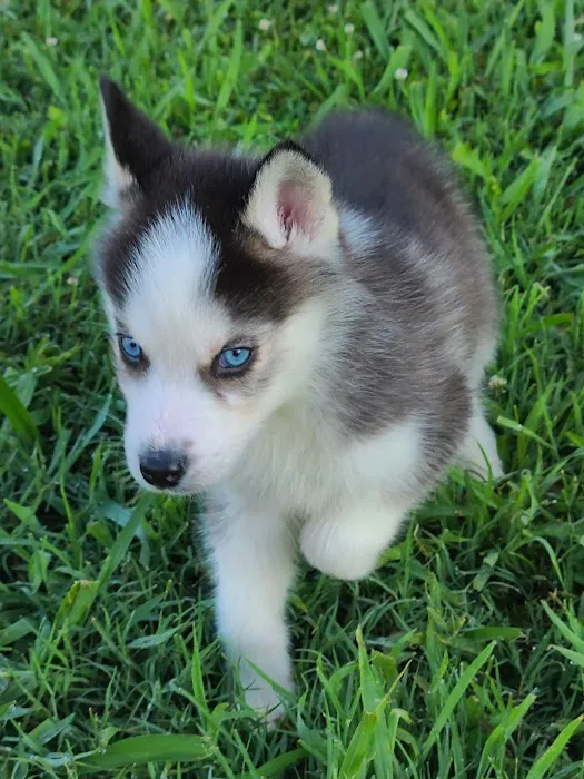 Pets R Us Vet Picture 9