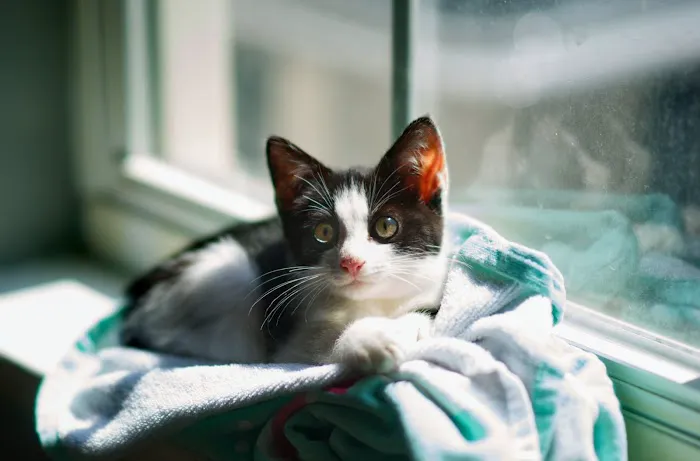 Pets R Us Vet Picture 8