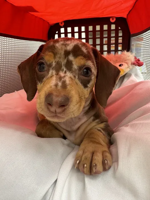 Pets R Us Vet Picture 10