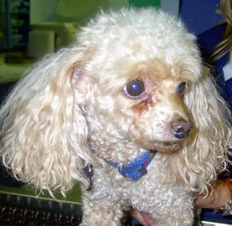 Warren Animal Hospital Picture 8