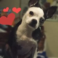 Veterinary Associates of Murfreesboro ico