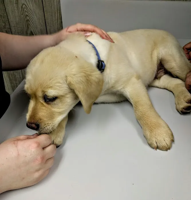 Veterinary Associates of Murfreesboro Picture 4