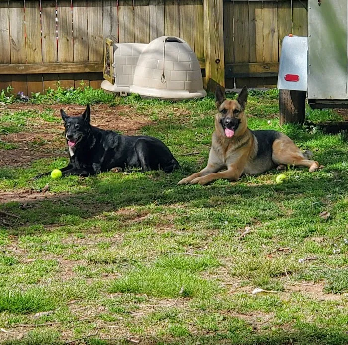 Veterinary Associates of Murfreesboro Picture 6