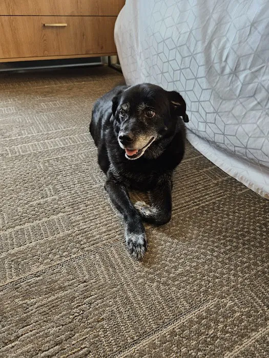 Happy Paws Veterinary Center Picture 1