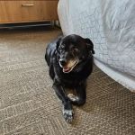 Happy Paws Veterinary Center