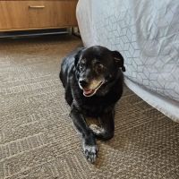Happy Paws Veterinary Center ico