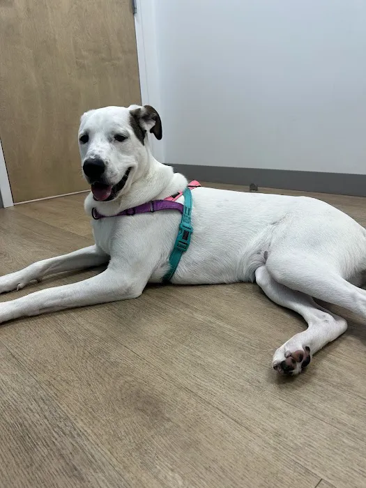 Happy Paws Veterinary Center Picture 6