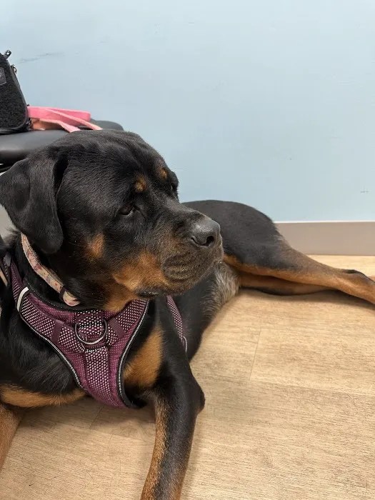 Happy Paws Veterinary Center Picture 9