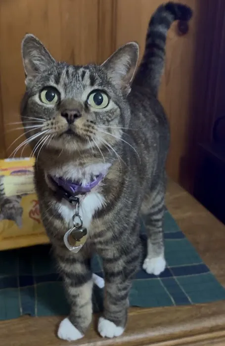 Happy Paws Veterinary Center Picture 7