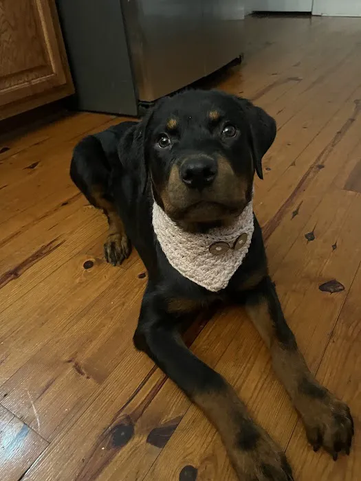 Happy Paws Veterinary Center Picture 10