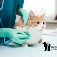 Stones River Veterinary Hospital ico