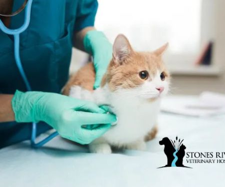 Stones River Veterinary Hospital