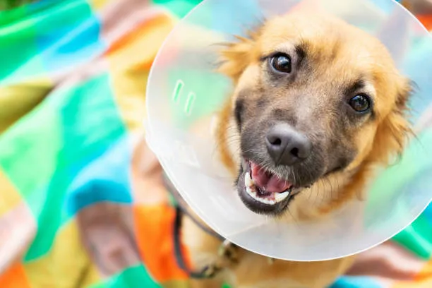 Stones River Veterinary Hospital Picture 8