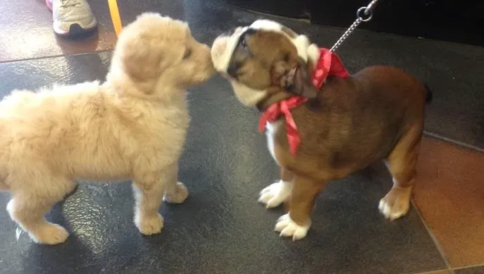 Brogli Lane Weaver & Alexander Animal Hospital Picture 1