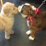 Brogli Lane Weaver & Alexander Animal Hospital