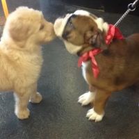 Brogli Lane Weaver & Alexander Animal Hospital ico