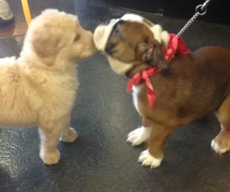 Brogli Lane Weaver & Alexander Animal Hospital