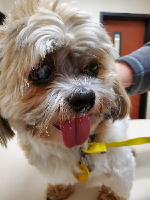 Brogli Lane Weaver & Alexander Animal Hospital Picture 6
