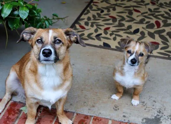 Brogli Lane Weaver & Alexander Animal Hospital Picture 7
