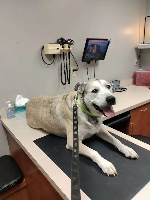 Brogli Lane Weaver & Alexander Animal Hospital Picture 8