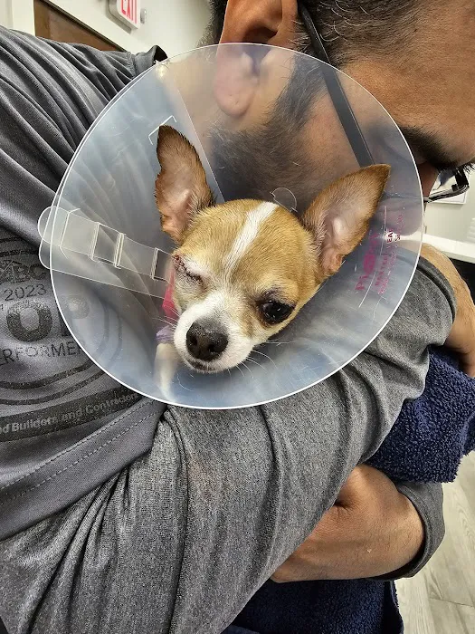 Veterinary Ophthalmology Services, Murfreesboro Picture 3