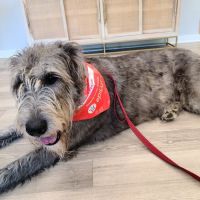 Veterinary Ophthalmology Services, Murfreesboro ico