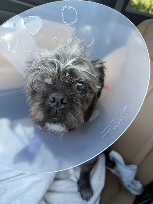 Veterinary Ophthalmology Services, Murfreesboro Picture 2