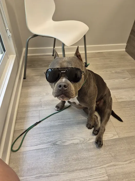 Veterinary Ophthalmology Services, Murfreesboro Picture 7