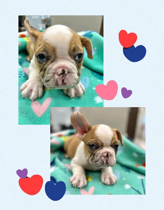 CreekWood Veterinary Hospital Picture 1