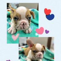 CreekWood Veterinary Hospital ico