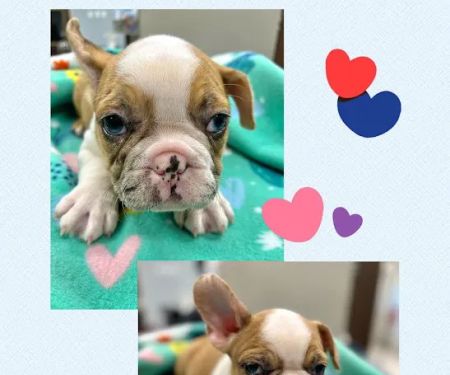 CreekWood Veterinary Hospital