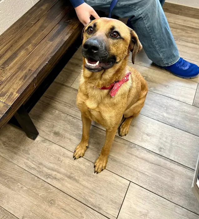 CreekWood Veterinary Hospital Picture 3