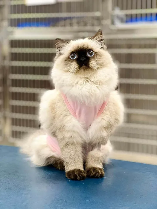 CreekWood Veterinary Hospital Picture 9