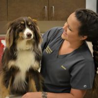 Clovercroft Veterinary Hospital ico