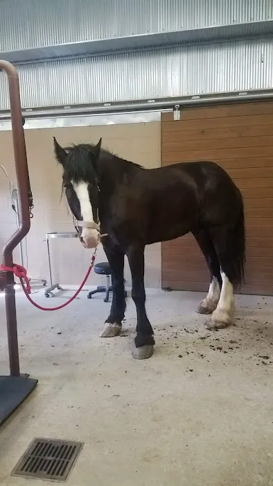Franklin Equine Services LLC Picture 2