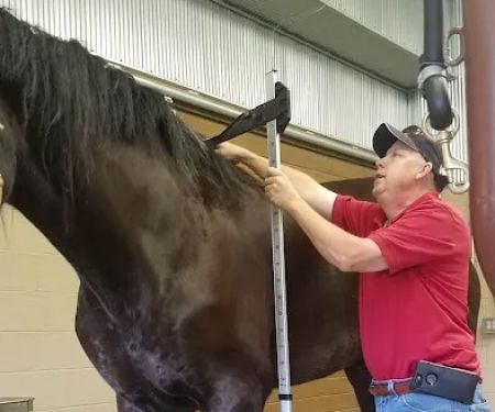 Franklin Equine Services LLC