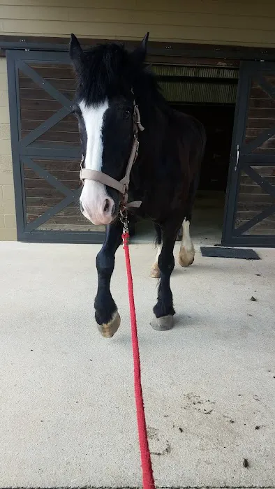 Franklin Equine Services LLC Picture 5