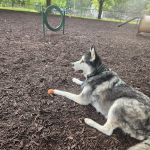 Carothers Parkway Veterinary Clinic