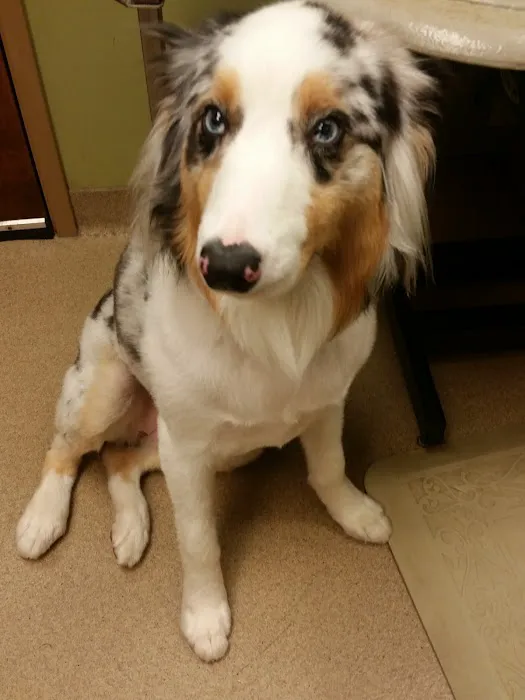 VCA McKay’s Mill Animal Hospital Picture 1