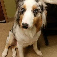 VCA McKay’s Mill Animal Hospital ico