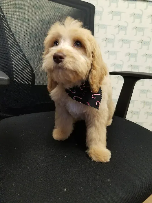 VCA McKay’s Mill Animal Hospital Picture 2