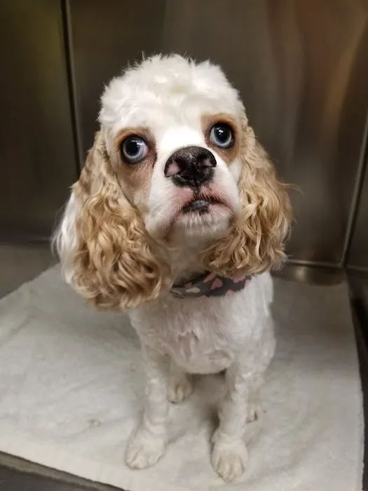 VCA McKay’s Mill Animal Hospital Picture 4