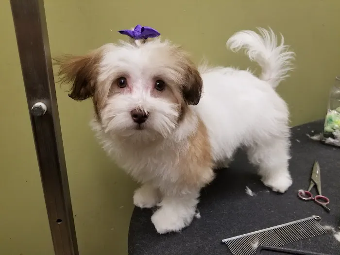 VCA McKay’s Mill Animal Hospital Picture 5